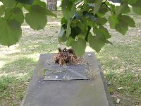 Baronek Hofbauer Zsófia Mária